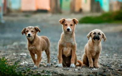 5 Things to Know Before Adopting a Dog